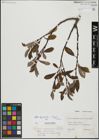 Foto von Salix hegetschweileri Heer x Salix laggeri Wimm.